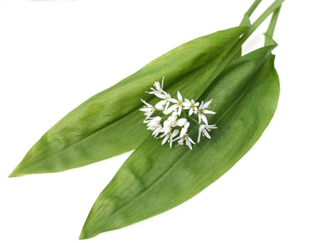 Baerlauch  ist eine wichtige Heilpflanze und eine Duftpflanze nach Knoblauch mit weissen Blueten. Baerlauch is an important medicinal plant and a fragrant plant like garlic with white flowers.
