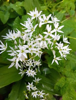 Baerlauch  ist eine wichtige Heilpflanze und eine Duftpflanze nach Knoblauch mit weissen Blueten. Baerlauch is an important medicinal plant and a fragrant plant like garlic with white flowers.