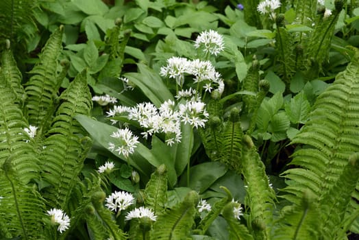 Baerlauch  ist eine wichtige Heilpflanze und eine Duftpflanze nach Knoblauch mit weissen Blueten. Baerlauch is an important medicinal plant and a fragrant plant like garlic with white flowers.