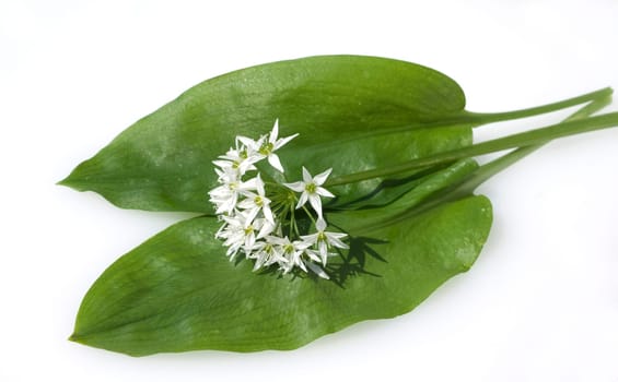 Baerlauch, Allium, ursinum, Zwiebelpflanze, Wildkraeuter, Wildgemuese