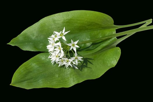 Baerlauch  Allium  ursinum  Zwiebelpflanze