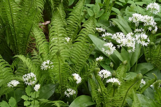 Baerlauch  ist eine wichtige Heilpflanze und eine Duftpflanze nach Knoblauch mit weissen Blueten. Baerlauch is an important medicinal plant and a fragrant plant like garlic with white flowers.