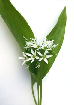 Baerlauch  Allium  ursinum, heilpflanze