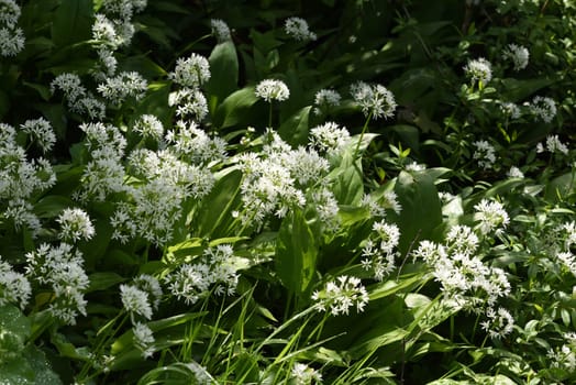 Baerlauch, Allium, ursinum