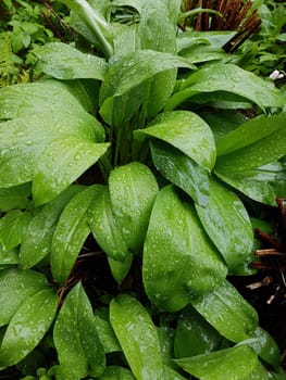 Baerlauch  Allium  ursinum
