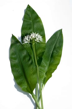 Baerlauch  Allium ursinum