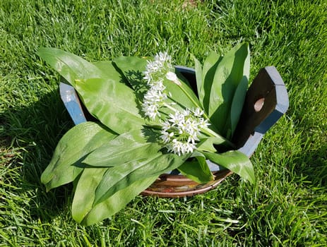 Baerlauch, Allium, ursinum