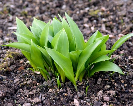 Baerlauch  Allium ursinum