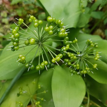 Baerlauch  Allium  ursinum  Fruchtstand