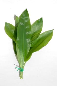 Baerlauch  Allium ursinum