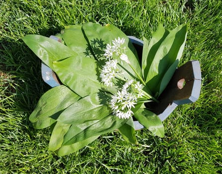 Baerlauch, Allium, ursinum