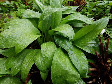 Baerlauch  Allium  ursinum