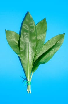 Baerlauch, Allium ursinum