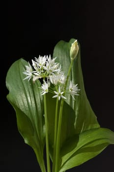 Baerlauch  Allium  ursinum