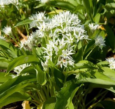 Baerlauch  Baerlauchbluete  Allium ursinum
