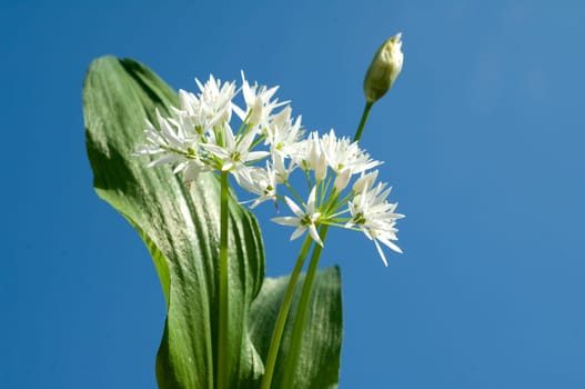 Baerlauch  Allium  ursinum