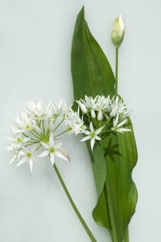 Baerlauch  Allium  ursinum