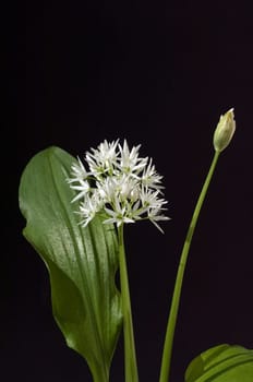 Baerlauch  Allium  ursinum