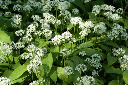 Baerlauch  Baerlauchbluete  Allium ursinum