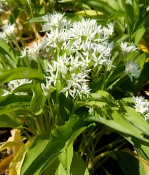 Baerlauch  Baerlauchbluete  Allium ursinum