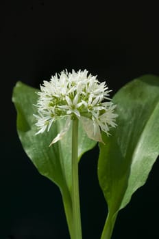 Baerlauch, Allium ursinum