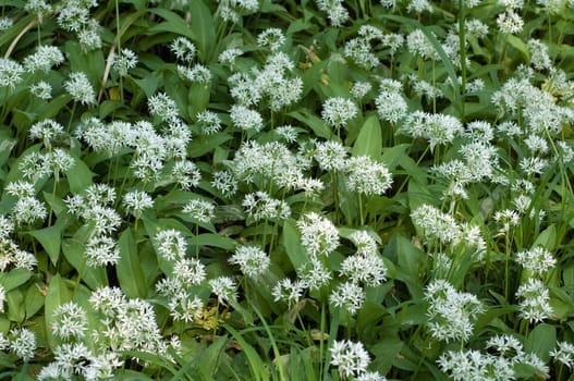 Baerlauch  Allium ursinum