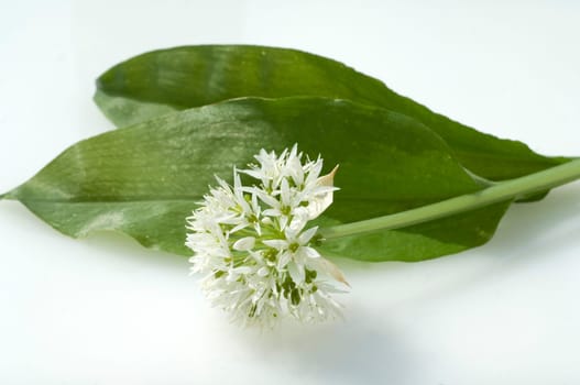 Baerlauch, Allium, ursinum, Zwiebelpflanze, Wildkraeuter, Wildgemuese