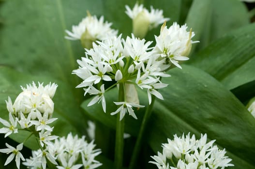 Baerlauch, Allium, ursinum, Zwiebelpflanze, Wildkraeuter, Wildgemuese