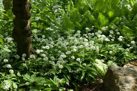 Baerlauch  Baerlauchbluete  Allium ursinum