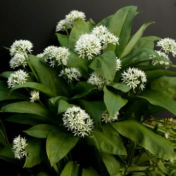 Baerlauch, Allium, ursinum, Zwiebelpflanze, Wildkraeuter, Wildgemuese