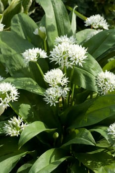 Baerlauch  Allium ursinum