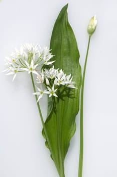 Baerlauch  Allium  ursinum