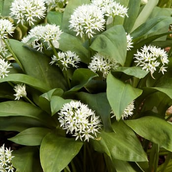 Baerlauch, Allium, ursinum, Zwiebelpflanze, Wildkraeuter, Wildgemuese
