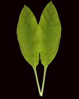 Baerlauch, Allium, ursinum, Zwiebelpflanze