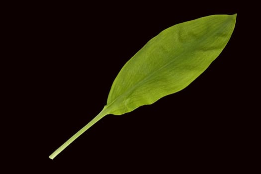 Baerlauch, Allium, ursinum, Zwiebelpflanze