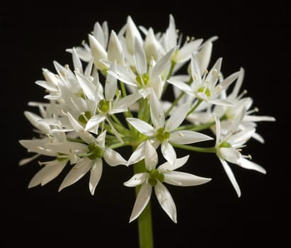 Baerlauch, Allium, ursinum, Zwiebelpflanze, Wildkraeuter, Wildgemuese