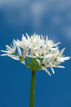 Baerlauch  Allium  ursinum