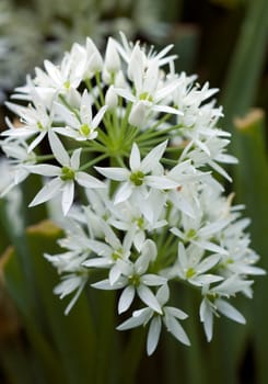 Baerlauchbluete  Allium ursinum