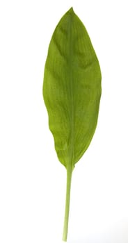 Baerlauch, Allium, ursinum, Zwiebelpflanze, Wildkraeuter, Wildgemuese