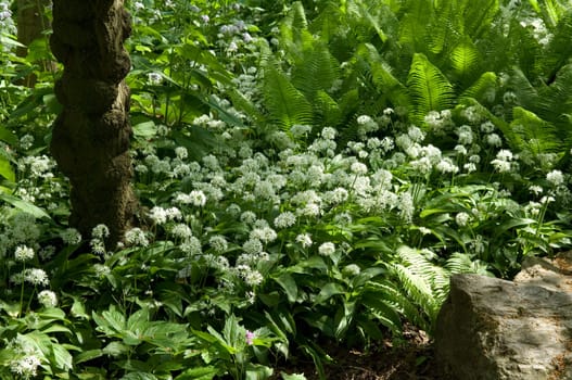 Baerlauch  Allium ursinum