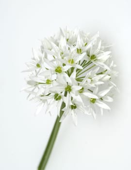 Baerlauch, Allium, ursinum, Zwiebelpflanze, Wildkraeuter, Wildgemuese