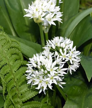 Baerlauch  ist eine wichtige Heilpflanze und eine Duftpflanze nach Knoblauch mit weissen Blueten. Baerlauch is an important medicinal plant and a fragrant plant like garlic with white flowers.