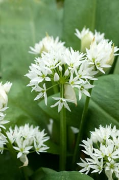 Baerlauch  Allium ursinum