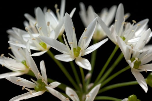 Baerlauch  Allium  ursinum