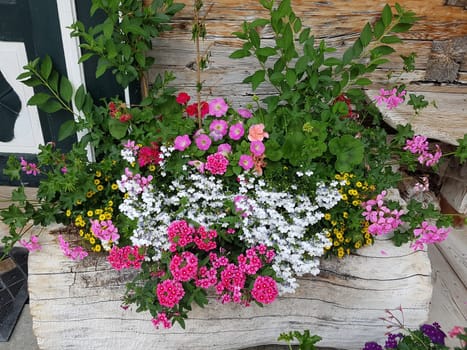 Balkonblumen