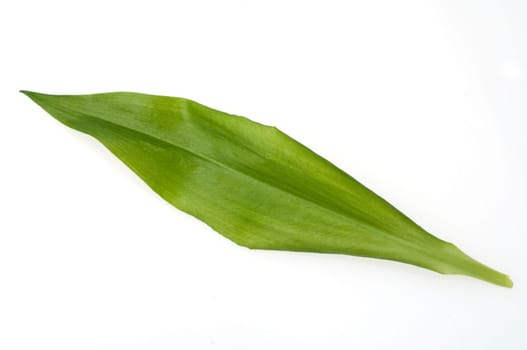 Baerlauch, Blatt