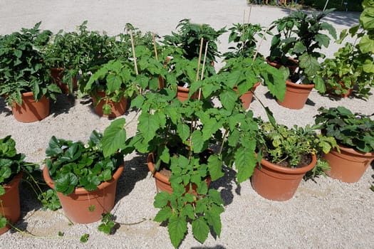 Tomaten, Lycopersicon, esculentum, Blumenkuebel