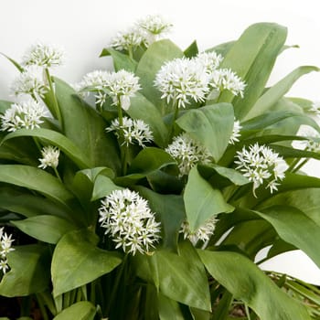 Baerlauch, Allium, ursinum, Zwiebelpflanze, Wildkraeuter, Wildgemuese