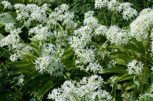 Baerlauch, Allium, ursinum, Zwiebelpflanze, Wildkraeuter, Wildgemuese