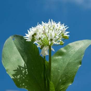 Baerlauch  Allium  ursinum